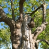 Arbre